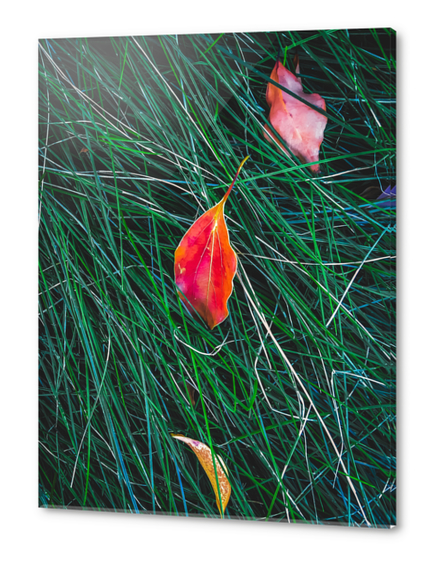 closeup orange leaves on the green grass field Acrylic prints by Timmy333