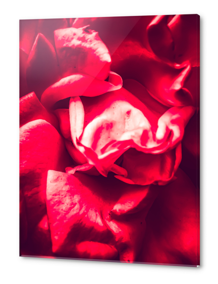 red rose background Acrylic prints by Timmy333