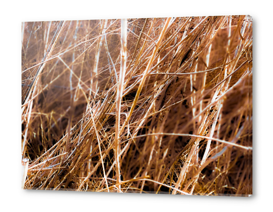 dry brown grass field texture abstract background Acrylic prints by Timmy333