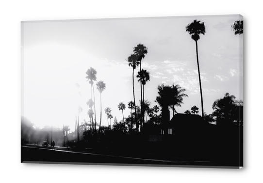 palm tree with sunset sky in California in black and white Acrylic prints by Timmy333