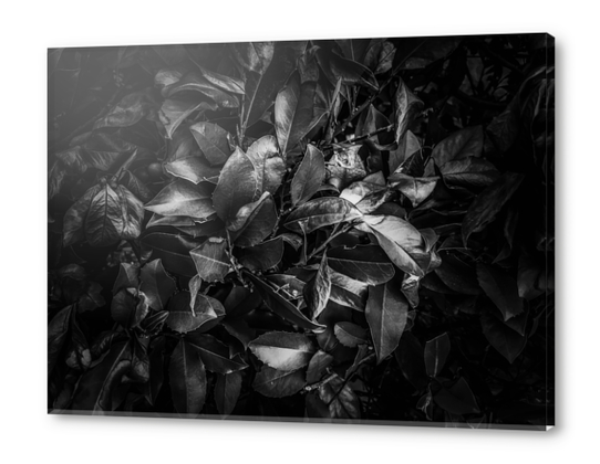 closeup leaves texture background in black and white Acrylic prints by Timmy333