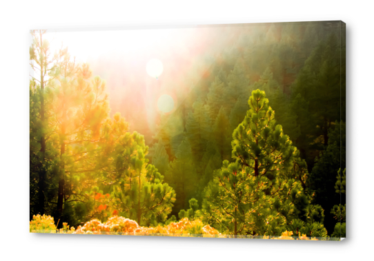 green pine tree with sunlight at Lake Tahoe, Nevada, USA Acrylic prints by Timmy333