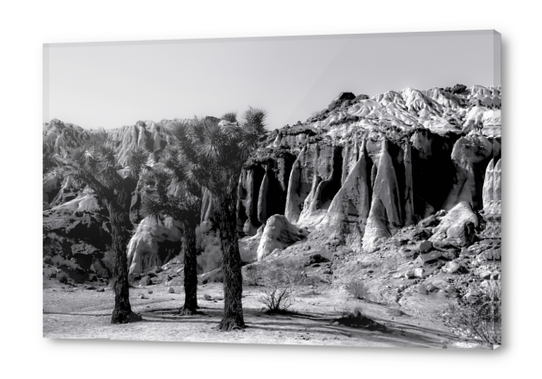 cactus in the desert at Red Rock Canyon state park California in black and white Acrylic prints by Timmy333