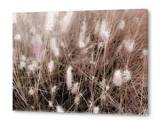 Closeup blooming grass flowers field texture background Acrylic prints by Timmy333