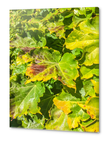 closeup green ivy leaves texture background Acrylic prints by Timmy333