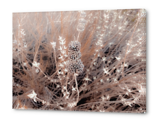 blooming dry flowers with brown dry grass field background Acrylic prints by Timmy333