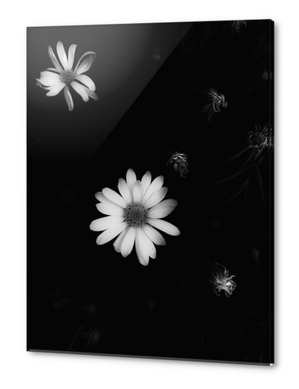 blooming flower garden in black and white Acrylic prints by Timmy333