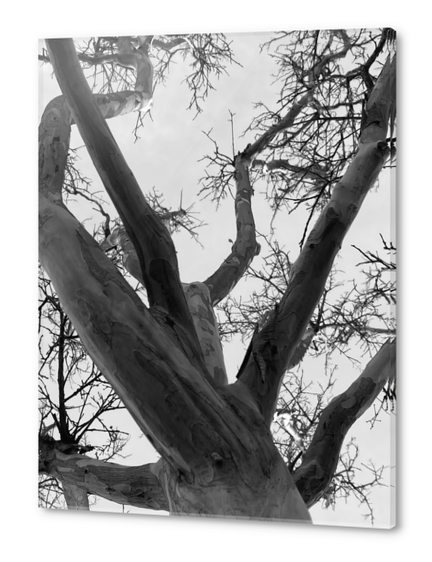 closeup tree branches with clear sky background in black and white Acrylic prints by Timmy333