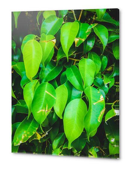 closeup green leaves background Acrylic prints by Timmy333