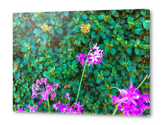 blooming purple flowers with green leaves background Acrylic prints by Timmy333