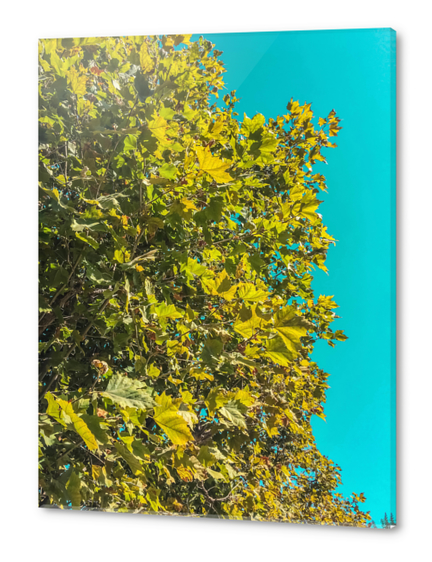 Green tree leaves with blue sky background Acrylic prints by Timmy333