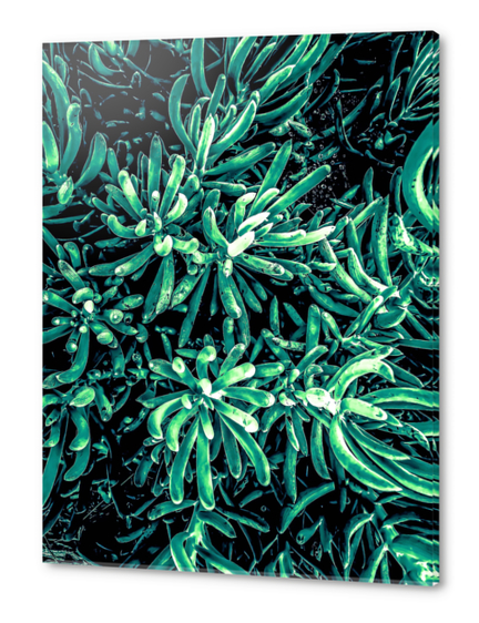 green succulent plant texture background Acrylic prints by Timmy333