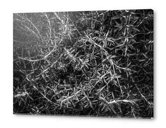 closeup leaves plant texture abstract in black and white Acrylic prints by Timmy333