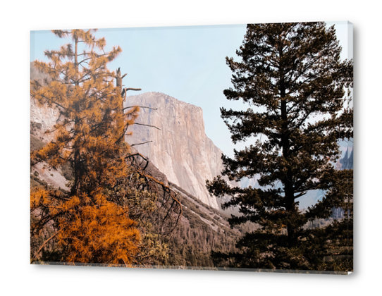 At Yosemite national park USA with autumn tree Acrylic prints by Timmy333