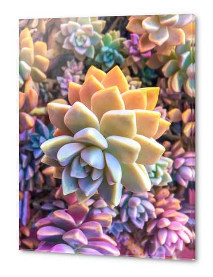 closeup green and pink succulent plant Acrylic prints by Timmy333