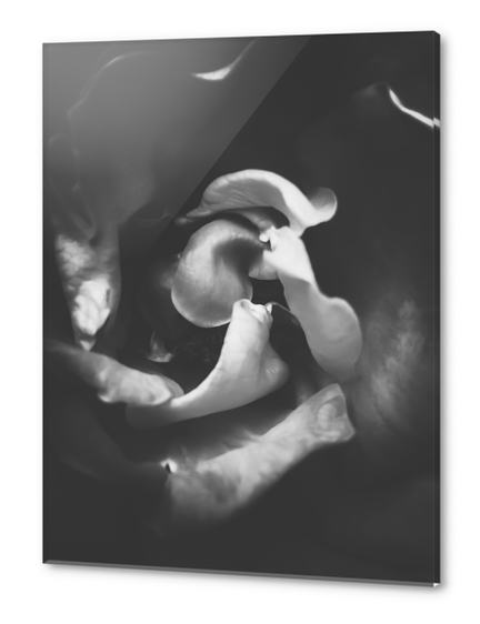 closeup rose in black and white Acrylic prints by Timmy333