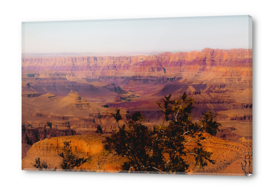 Desert in summer at Grand Canyon national park USA Acrylic prints by Timmy333