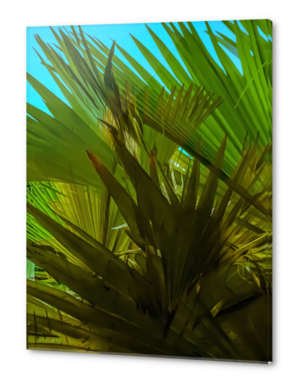 green palm leaves texture with blue sky background Acrylic prints by Timmy333