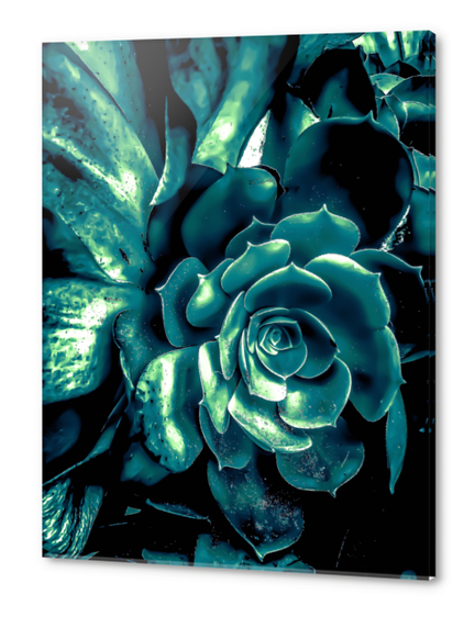 green succulent plant texture background Acrylic prints by Timmy333