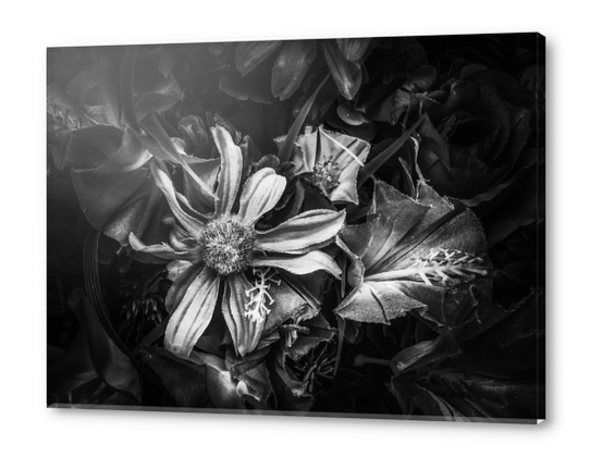 blooming flowers with pollen background in black and white Acrylic prints by Timmy333