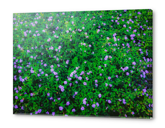 blooming purple flowers garden with green leaves Acrylic prints by Timmy333