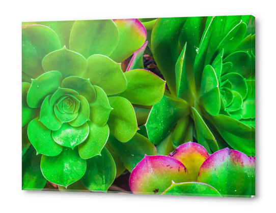 closeup green and pink succulent plant garden Acrylic prints by Timmy333