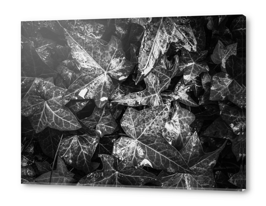 closeup ivy leaves garden texture in black and white Acrylic prints by Timmy333