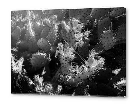 Cactus garden texture background in black and white Acrylic prints by Timmy333