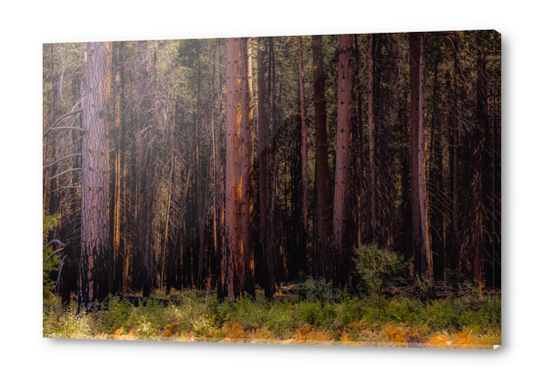 pine tree at Yosemite national park California USA Acrylic prints by Timmy333