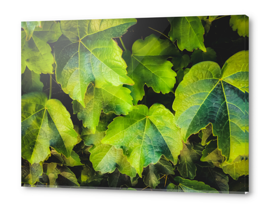 closeup green ivy leaves garden texture background Acrylic prints by Timmy333