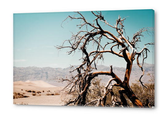 Tree branch in the sand desert and mountain view at Death Valley national park California USA Acrylic prints by Timmy333