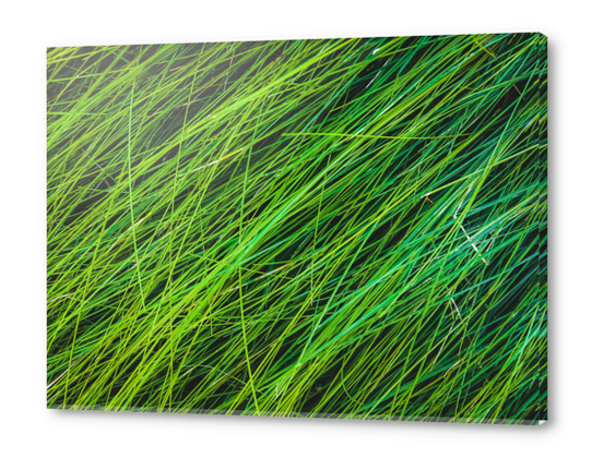 green grass field texture abstract background Acrylic prints by Timmy333