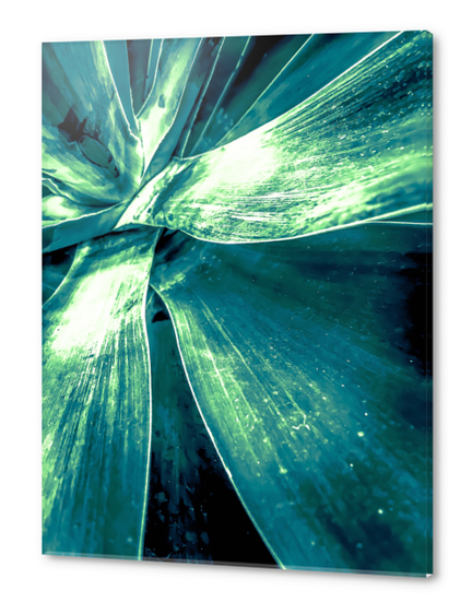 closeup green succulent leaves texture background Acrylic prints by Timmy333