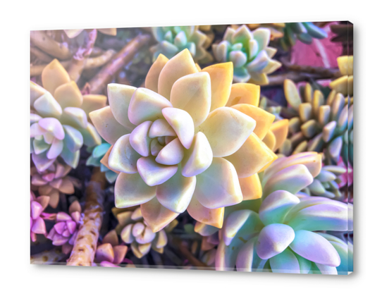 green and pink succulent plant garden background Acrylic prints by Timmy333