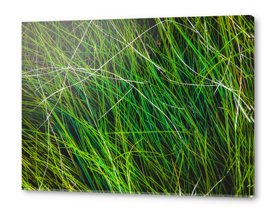 closeup green grass field texture background Acrylic prints by Timmy333