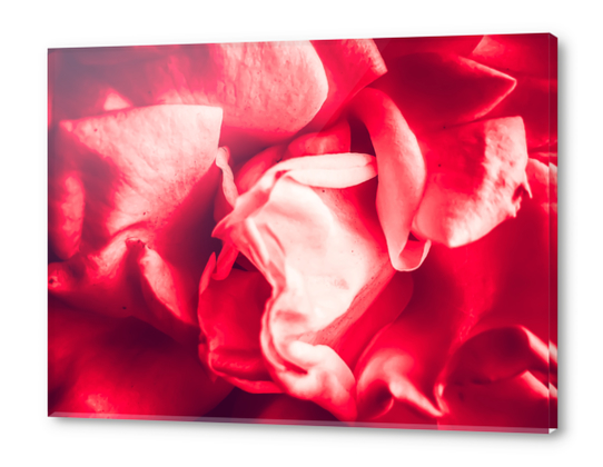 closeup blooming red rose texture abstract background Acrylic prints by Timmy333