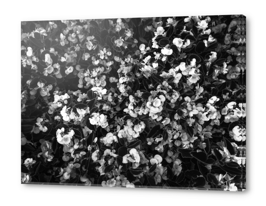 blooming flowers garden background in black and white Acrylic prints by Timmy333