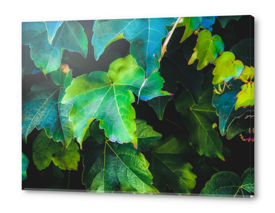 closeup green ivy leaves background Acrylic prints by Timmy333