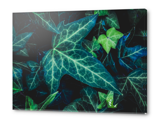 closeup green ivy leaves background Acrylic prints by Timmy333