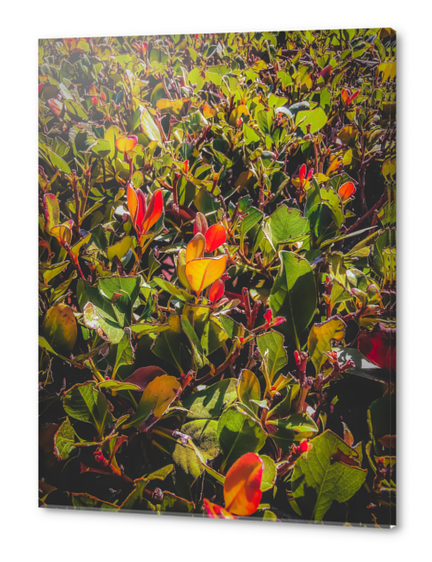 green leaves and orange leaves texture background Acrylic prints by Timmy333