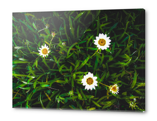 blooming white flowers with green leaves texture background Acrylic prints by Timmy333