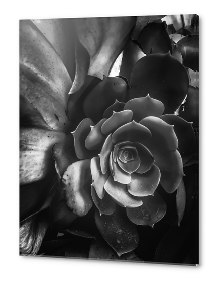 closeup succulent plant in black and white Acrylic prints by Timmy333