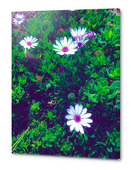 blooming white and purple flowers with green leaves Acrylic prints by Timmy333