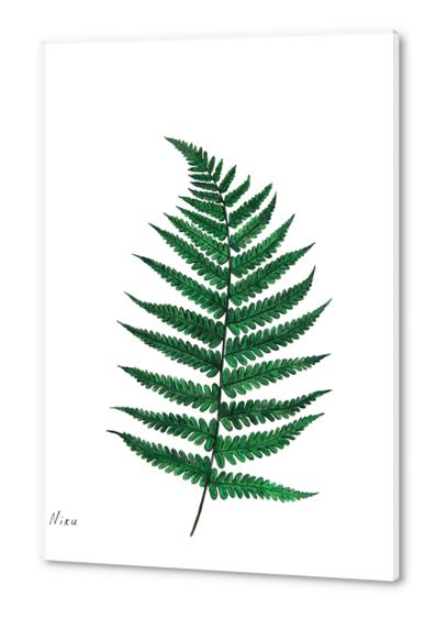 Fern Acrylic prints by Nika_Akin