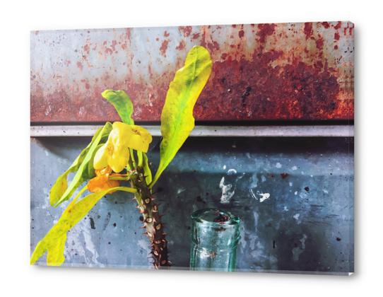 yellow euphorbia milii plant with old lusty metal background Acrylic prints by Timmy333