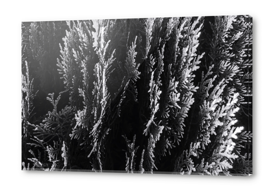 closeup leaf texture abstract background in black and white Acrylic prints by Timmy333