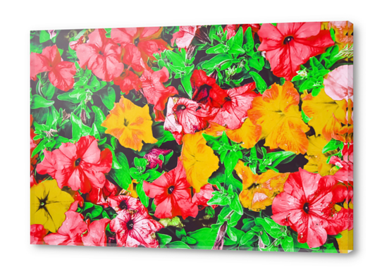 closeup flower abstract background in pink red yellow with green leaves Acrylic prints by Timmy333