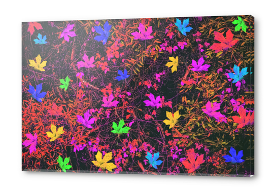 maple leaf in yellow green pink blue red with red and orange creepers plants background Acrylic prints by Timmy333