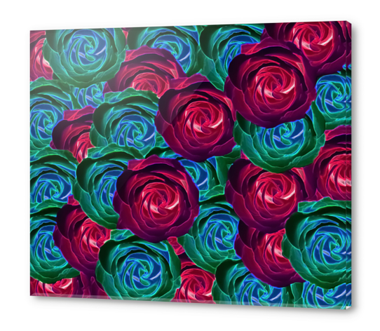 closeup blooming roses in red blue and green Acrylic prints by Timmy333