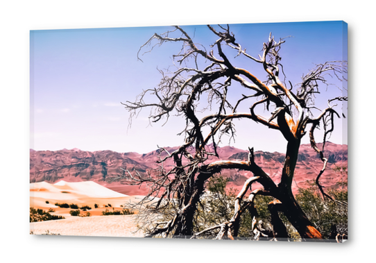 tree in the desert with mountain and blue sky in summer at Death Valley national park, USA Acrylic prints by Timmy333